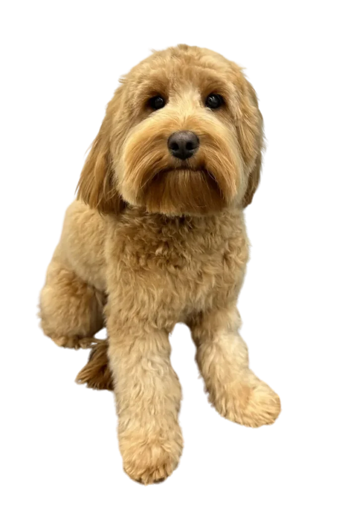 Brown Groomed Dog