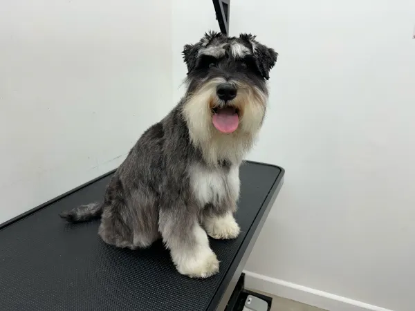 Dog Before Grooming