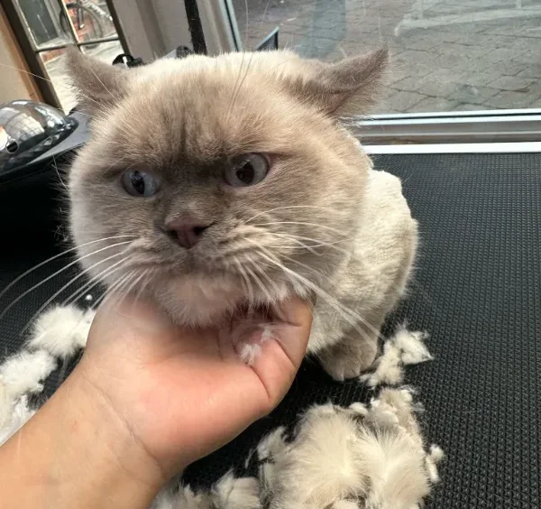 Cat grooming melbourne