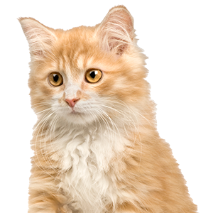 orange cat bath