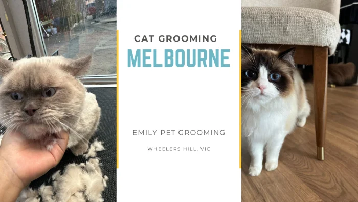 Regular Cat Grooming benefits